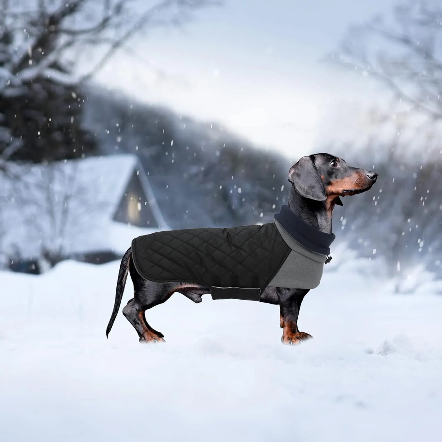 Geyecete Dachshund Coat,Dachshund Winter Coat,Warm Waterproof Windproof, High Neckine String Holes Miniature Dachshund Jacket for Small Dog-Black-M