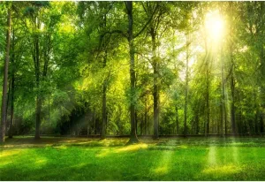 Leowefowa 15x10ft Spring Backdrop Jungle Forest Trees Backdrops for Photography Sunshine Rays Green Grassland Nature Outdoor Vinyl Photo Background Kids Adults Studio Props